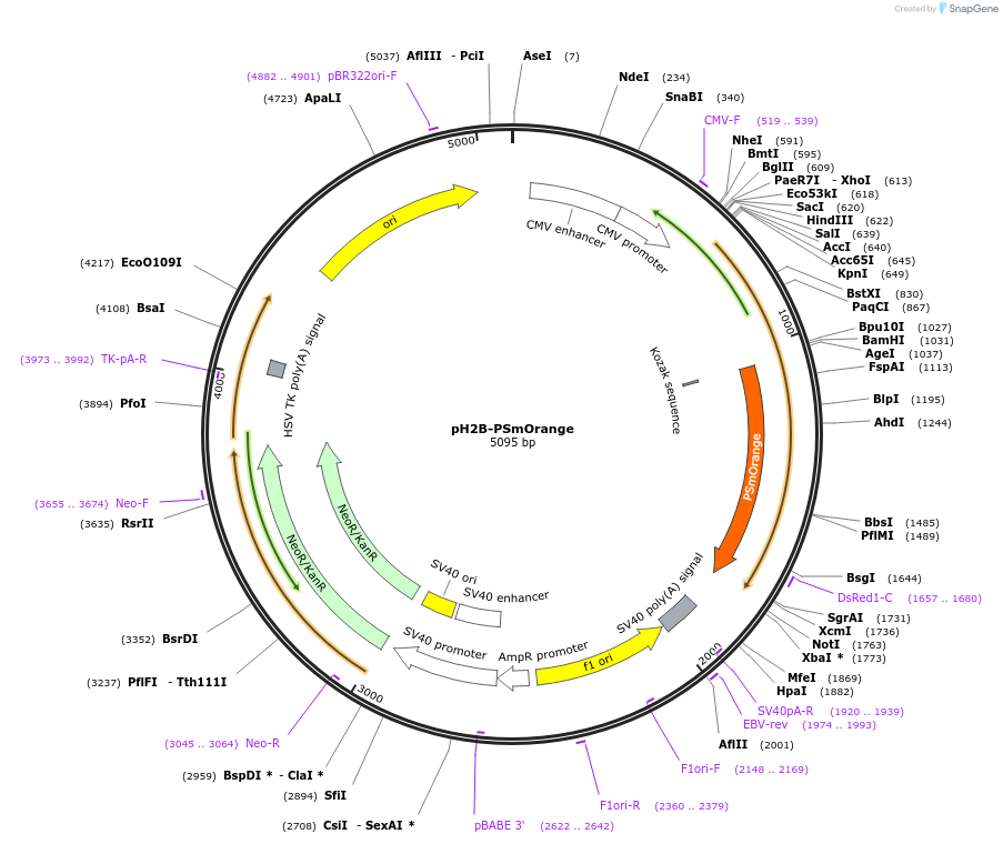 31920-plasmid-map-sequence-id-36057