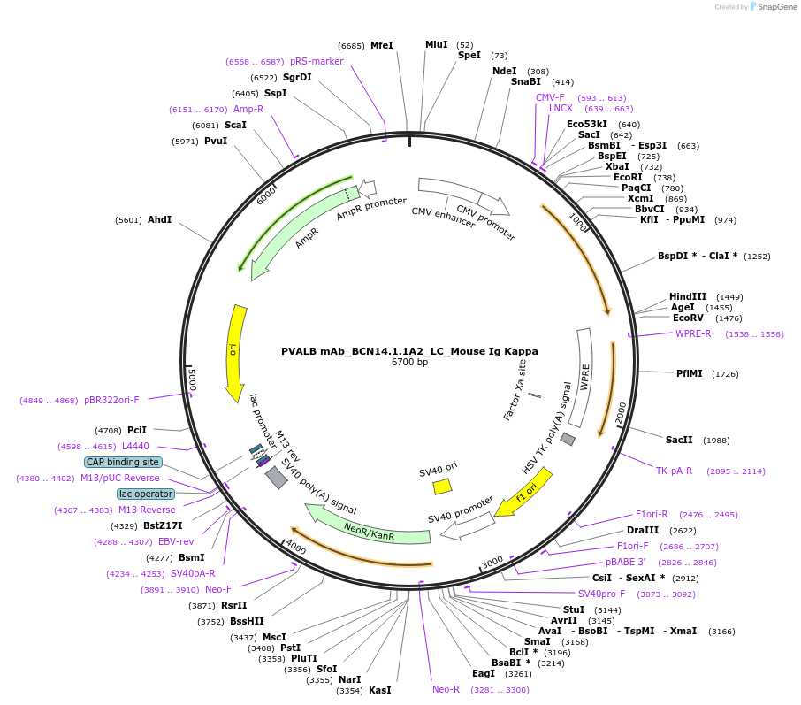 182893-plasmid-map-sequence-id-360573