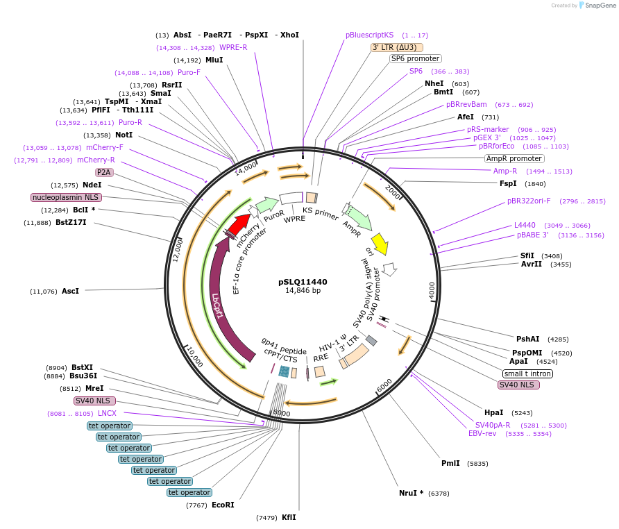 183203-plasmid-map-sequence-id-360579