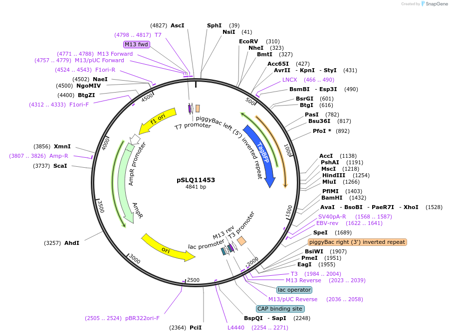 183206-plasmid-map-sequence-id-360580