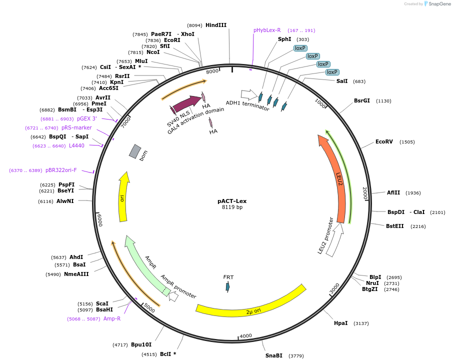 183149-plasmid-map-sequence-id-360582