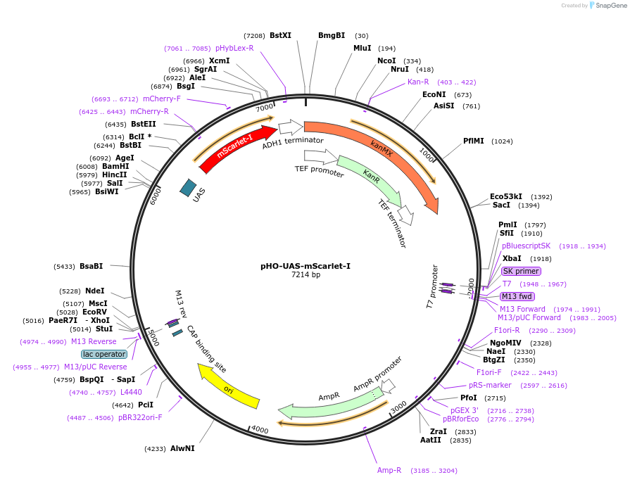 183147-plasmid-map-sequence-id-360583