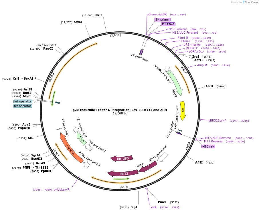 183150-plasmid-map-sequence-id-360584