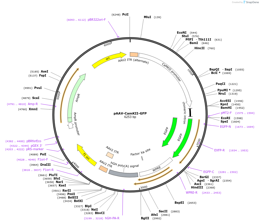 182737-plasmid-map-sequence-id-360588