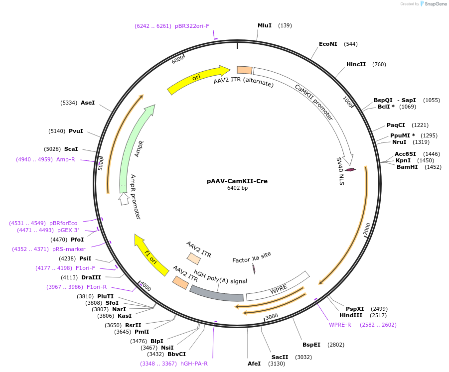 182736-plasmid-map-sequence-id-360589