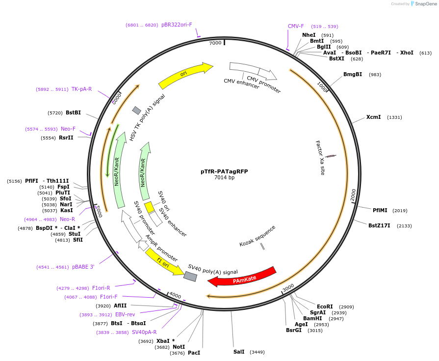 31946-plasmid-map-sequence-id-36061