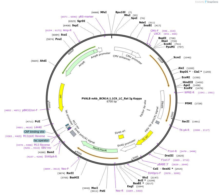 182891-plasmid-map-sequence-id-360625
