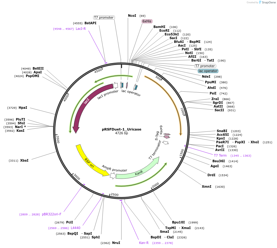 182400-plasmid-map-sequence-id-360630