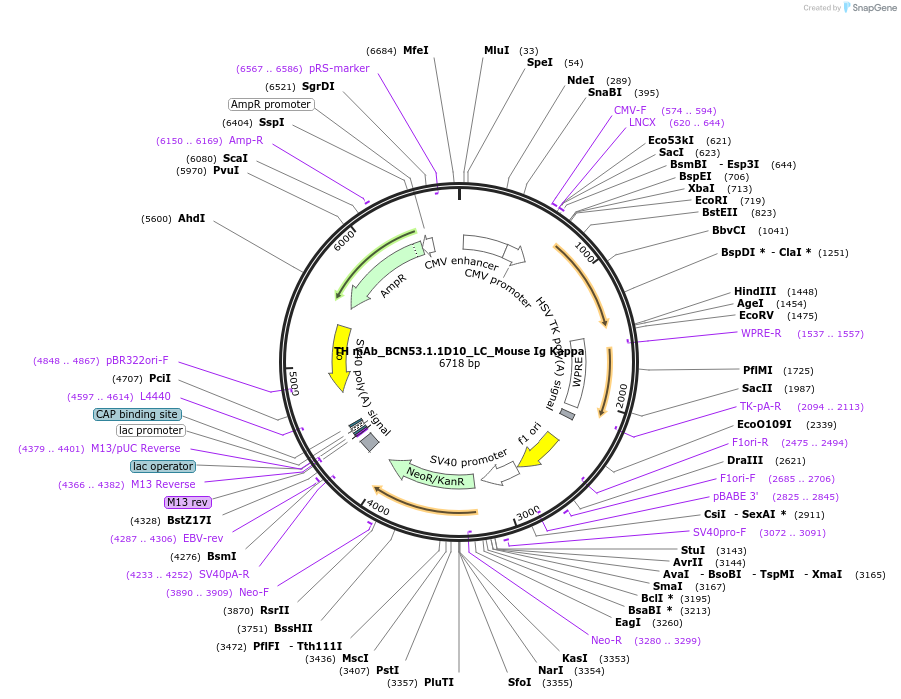 182897-plasmid-map-sequence-id-360632