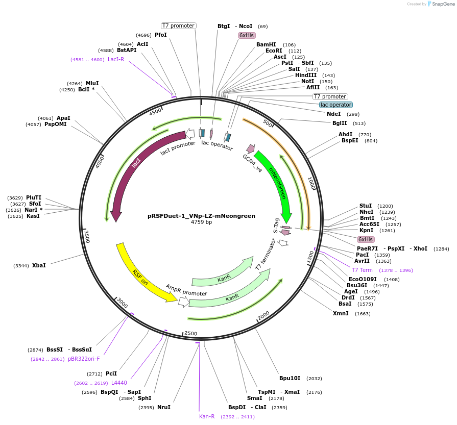 182392-plasmid-map-sequence-id-360633