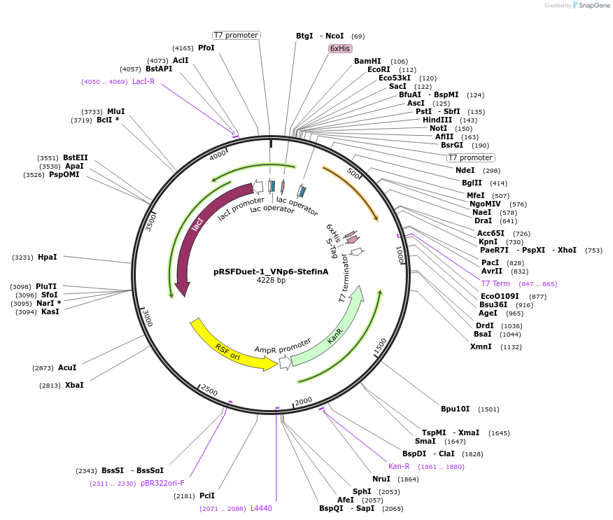 182404-plasmid-map-sequence-id-360636
