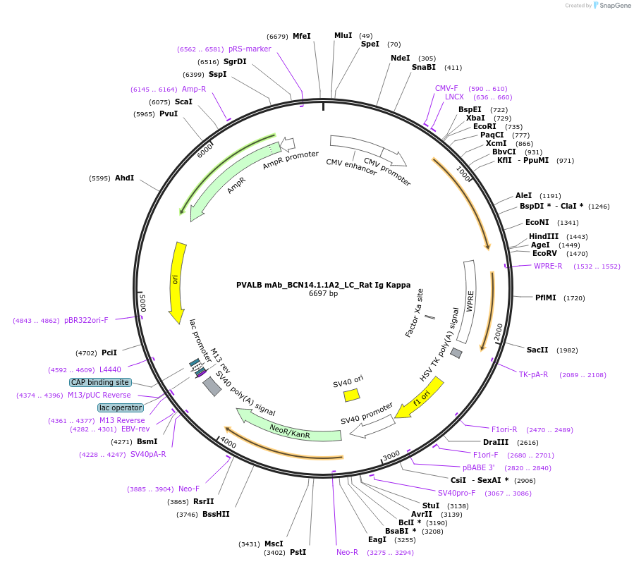 182895-plasmid-map-sequence-id-360643