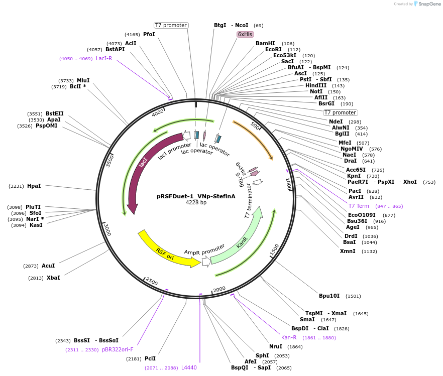 182403-plasmid-map-sequence-id-360649