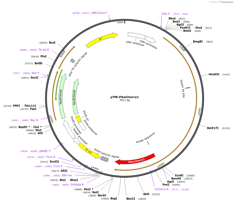31948-plasmid-map-sequence-id-36065