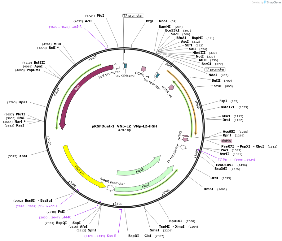 182412-plasmid-map-sequence-id-360650