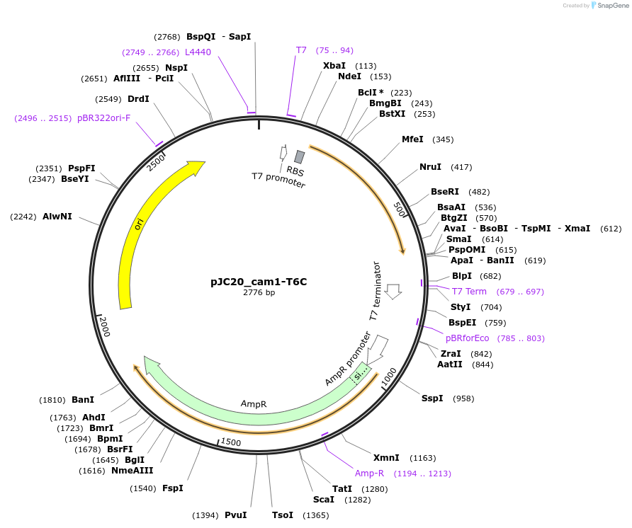 182427-plasmid-map-sequence-id-360681