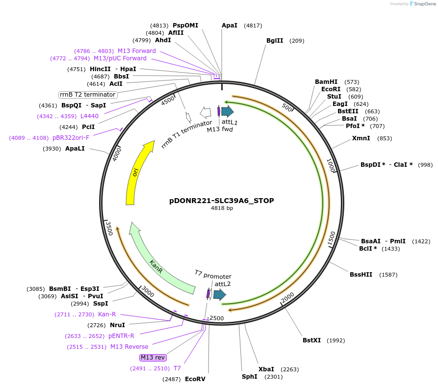 161319-plasmid-map-sequence-id-360703