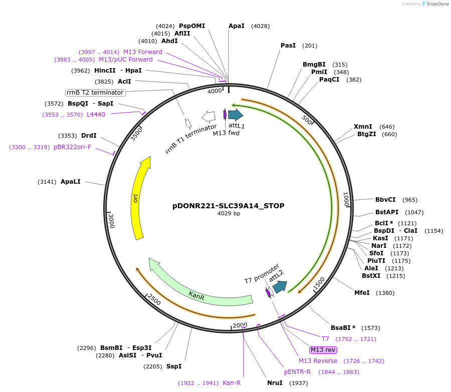 161271-plasmid-map-sequence-id-360704