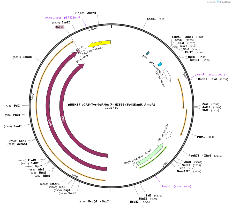 179001-plasmid-map-sequence-id-360714
