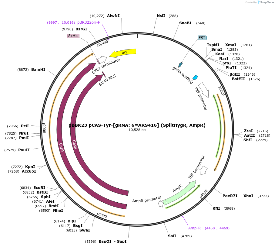 179007-plasmid-map-sequence-id-360721