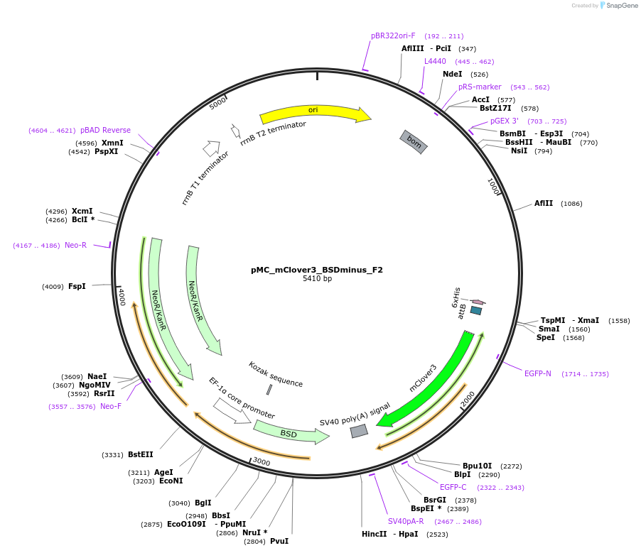184167-plasmid-map-sequence-id-360739