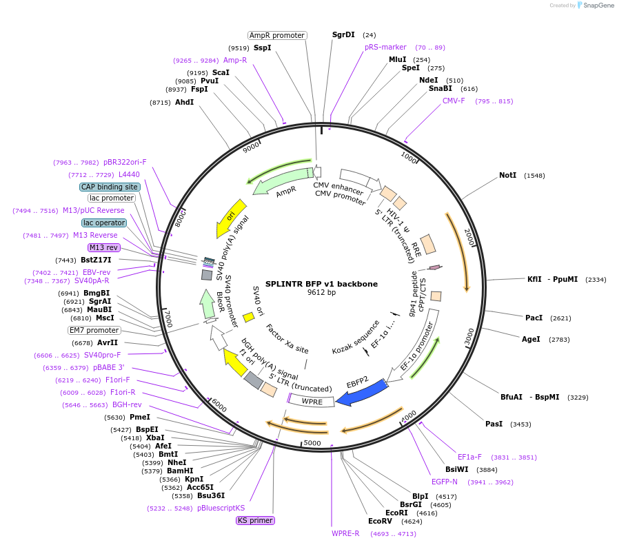 179779-plasmid-map-sequence-id-360744