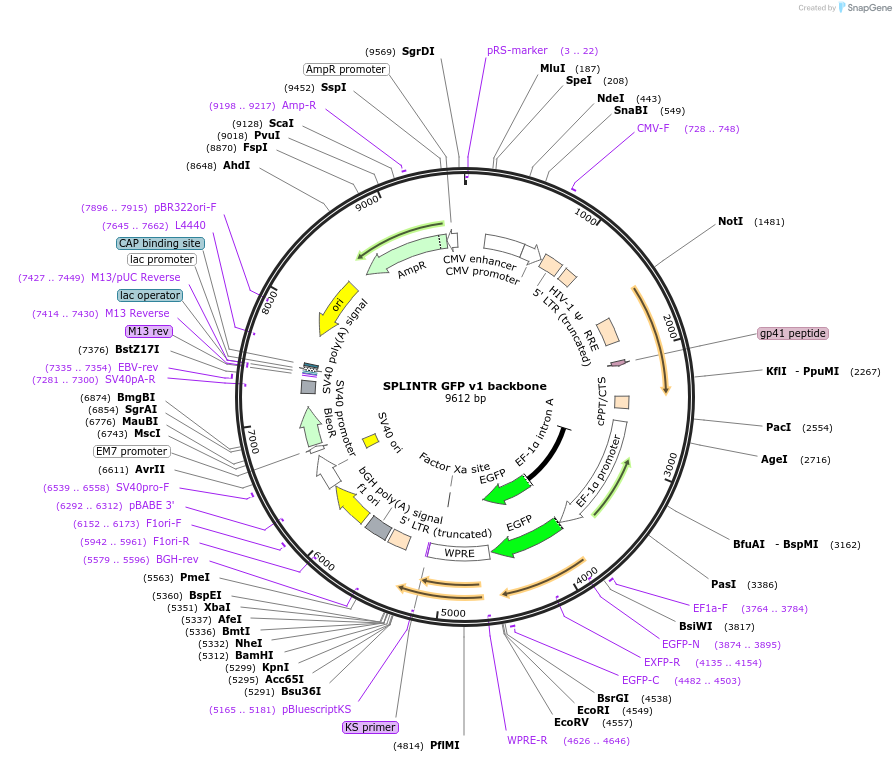 179777-plasmid-map-sequence-id-360745