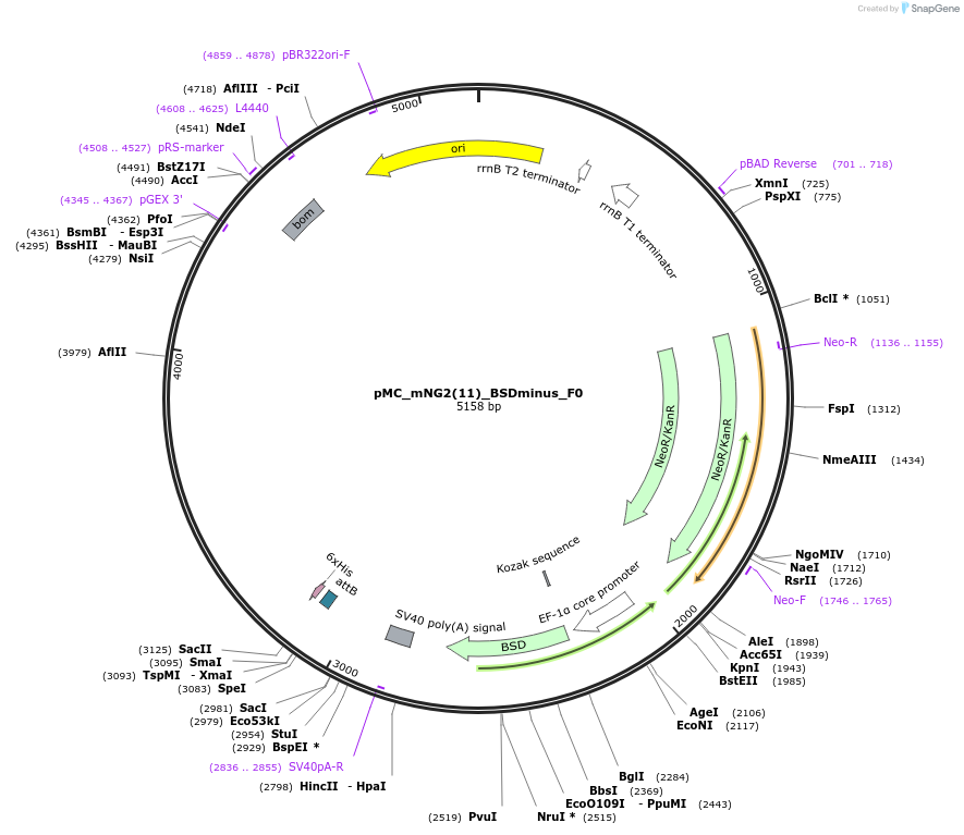 184162-plasmid-map-sequence-id-360746