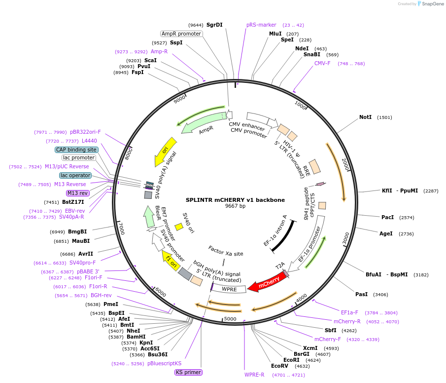 179778-plasmid-map-sequence-id-360747