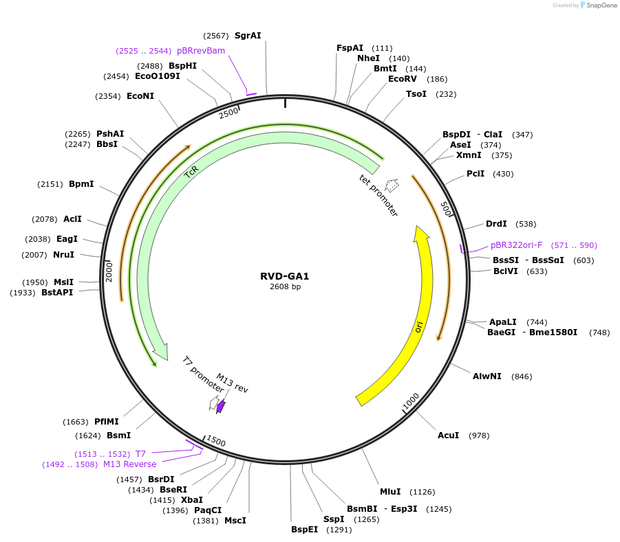 173332-plasmid-map-sequence-id-360749