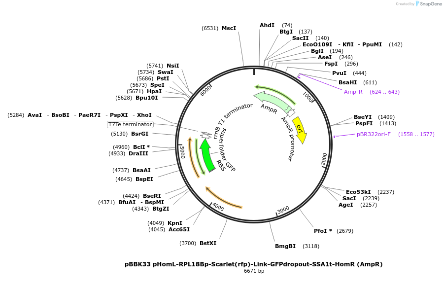 179017-plasmid-map-sequence-id-360765