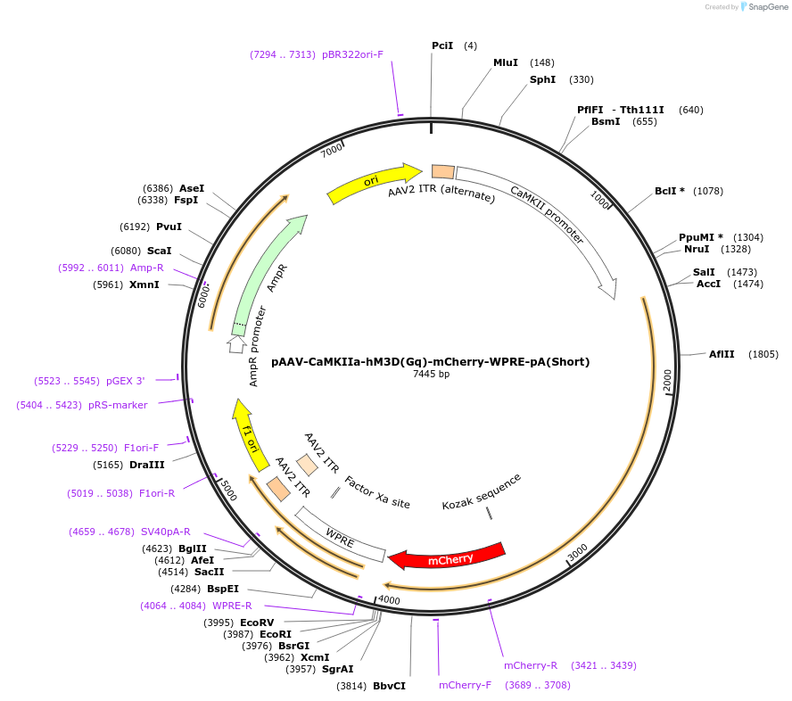 183705-plasmid-map-sequence-id-360768
