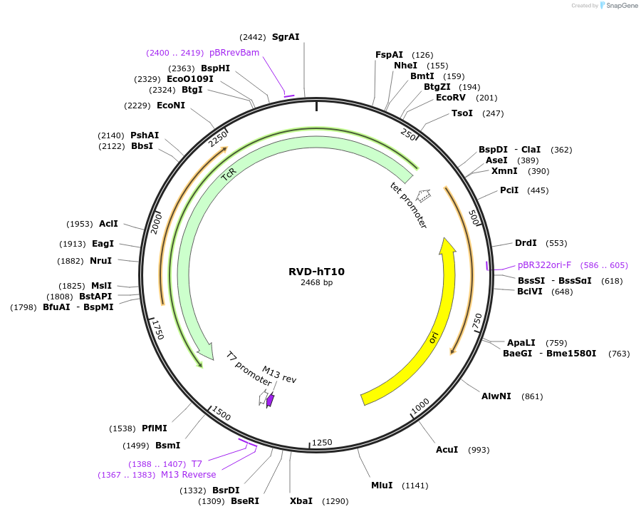 173426-plasmid-map-sequence-id-360783