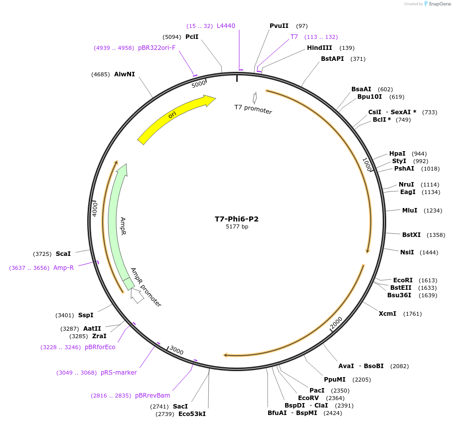 182535-plasmid-map-sequence-id-360816