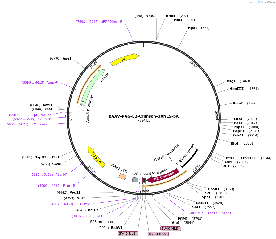 183801-plasmid-map-sequence-id-360819
