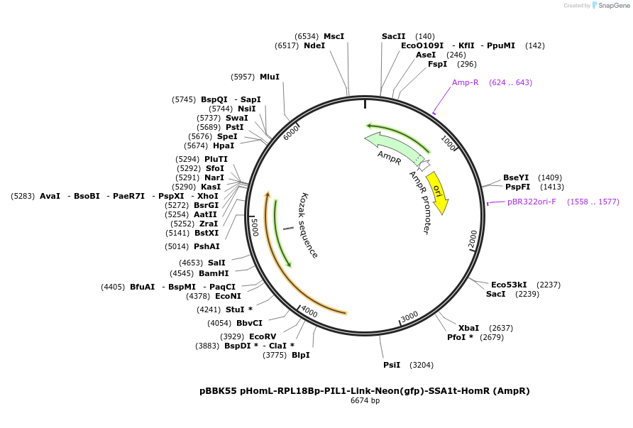 179039-plasmid-map-sequence-id-360826