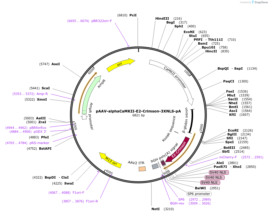 183803-plasmid-map-sequence-id-360827