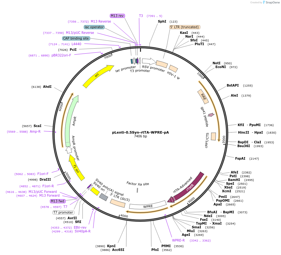 183707-plasmid-map-sequence-id-360836