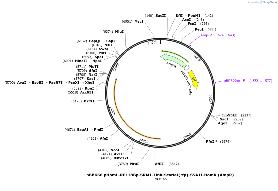 179052-plasmid-map-sequence-id-360850
