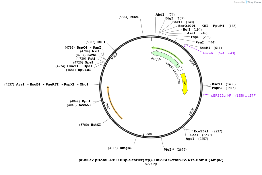 179056-plasmid-map-sequence-id-360861