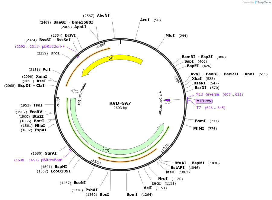 173338-plasmid-map-sequence-id-360872