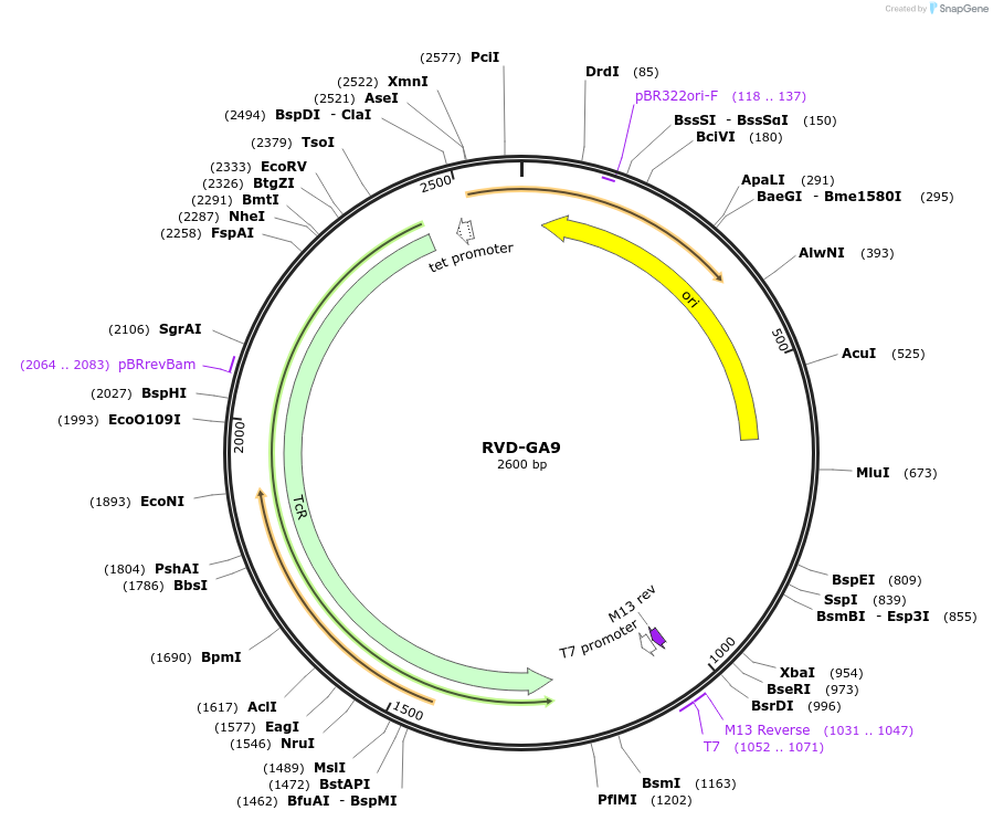173340-plasmid-map-sequence-id-360875