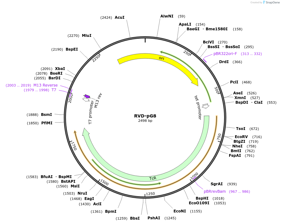 173343-plasmid-map-sequence-id-360883