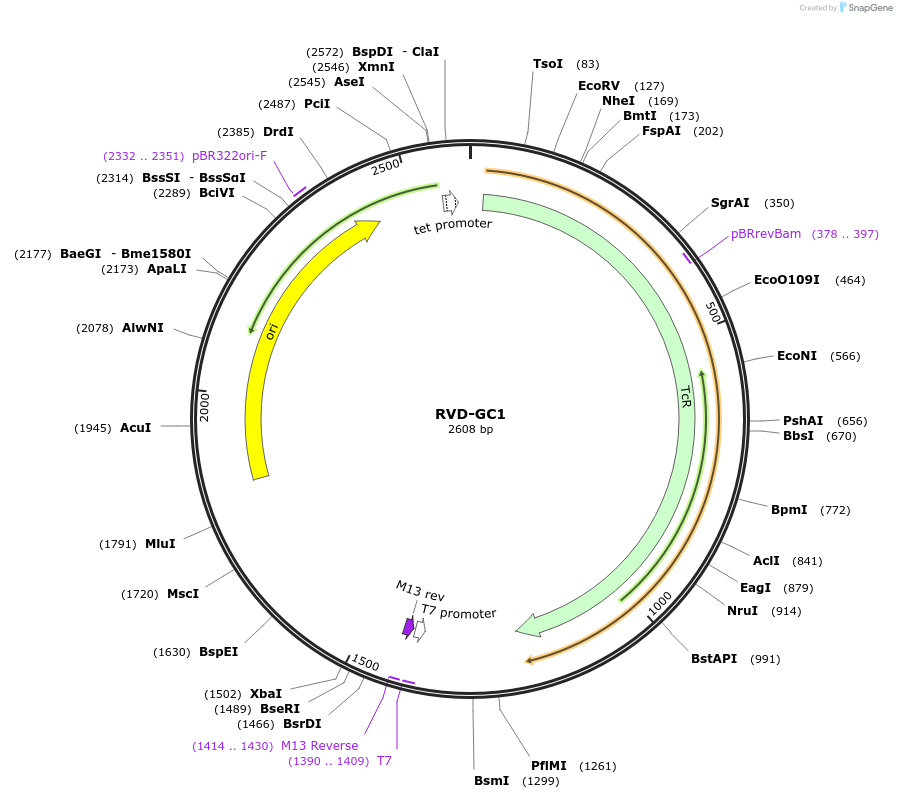 173344-plasmid-map-sequence-id-360884
