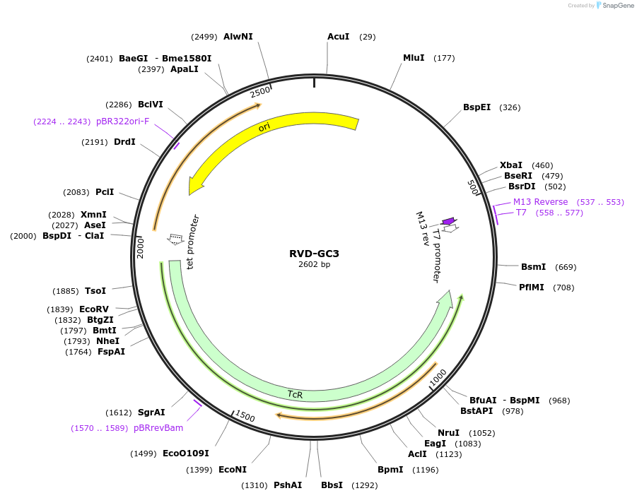 173346-plasmid-map-sequence-id-360892
