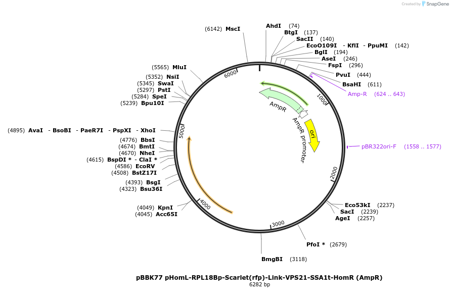 179061-plasmid-map-sequence-id-360900