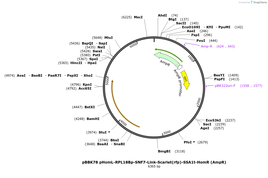 179062-plasmid-map-sequence-id-360901