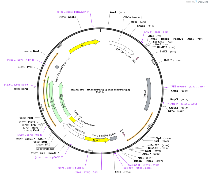 130143-plasmid-map-sequence-id-360902