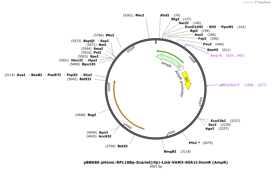 179064-plasmid-map-sequence-id-360910
