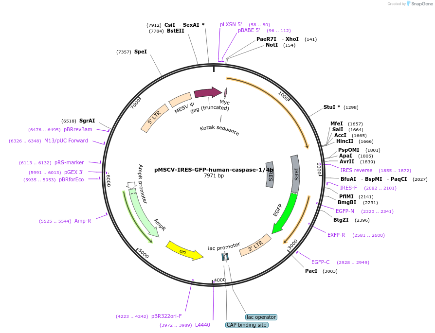 183394-plasmid-map-sequence-id-361026